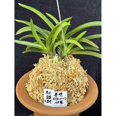 [솔란정] 홍현 5촉 풍란 부귀란, 1개