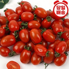 퇴촌방울토마토