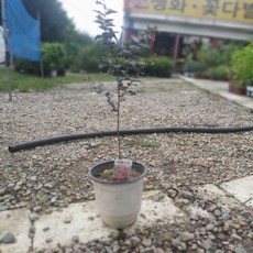 공룡꽃식물원(주)배롱나무 백일홍 야생화 중품 40~60cm 89