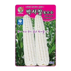 제일종묘 옥수수씨앗 박사찰옥수수 80립