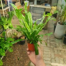 무늬아비스 소품 반려식물 10~30cm 32