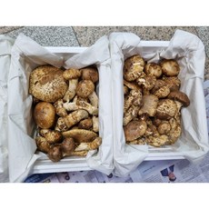 송이버섯(국내자연산 등외품 먹거리 생송이) 1kg, 1개