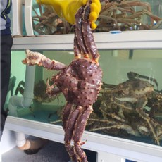 킹크랩3.5kg