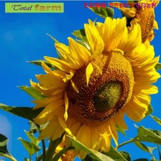 큰해오라비난초