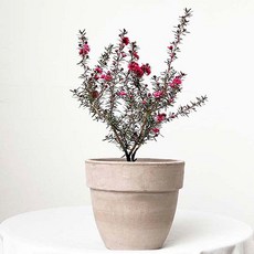매력적인 붉은 봄꽃 호주매화 야생화 꽃피는 화분 토분세트 실내공기정화식물, 소품 호주매화 + 초코토분, 선택없음, 선택없음
