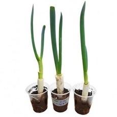 추천10대파키우기