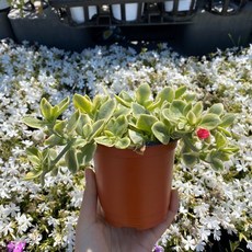 썬로즈