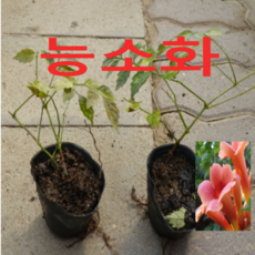 (성실농원)능소화 묘목(포트) 7그루