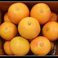 과일 자몽과일 자몽대 생자몽 레드자몽특대, 1개, 3.3kg