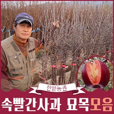 엔부사과묘목