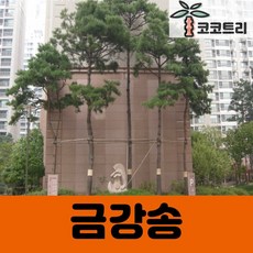 [코코트리] 금강송 키100cm 묘목