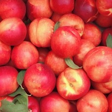 천도복숭아만유묘목