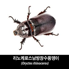 리노케로스남방장수풍뎅이표본-Oryctes rhinoceros, 수컷35~39mm, 1개