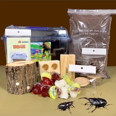 꼬마풍뎅이 넓적사슴벌레 성충 사육세트(성충포함), 1세트, 05 넓사성충 특대형사육세트