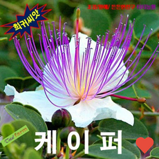 원예 식물 씨앗 케이퍼 꽃 몽우리 를 말려 식용, 1개