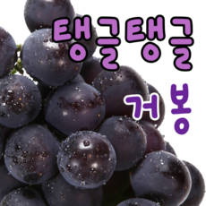 햇포도