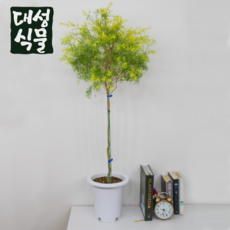 티트리 대형 나무 외목대 플랜테리어 공기정화 향기좋은 실내 허브 카페식물 대성식물, 1개