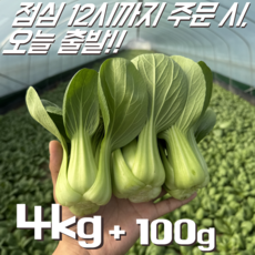[꿀야채 청경채] 물 좋은 철원 산지직송 청경채, 1개, 4kg