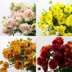 [로즈온리] 버터플라이 한단 (색상선택) 생화택배