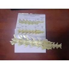 단기대상부부치료