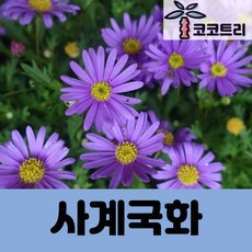[코코트리] 사계국화 10cm포트