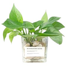 카네이션스테인드글라스