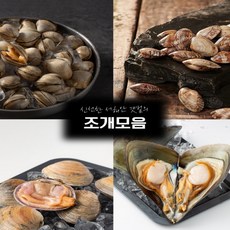 자연산 명주 모래 밀조개 생합 바지락 동죽 키조개 돌조개 참가리비 1kg, 동죽 1kg(2kg부터 주문가능), 1개