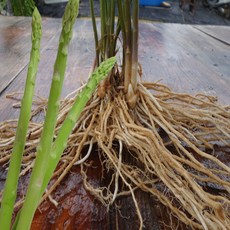 아스파라거스종근