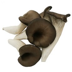 (신선) 느타리버섯 500g oyster mushroom 국내산