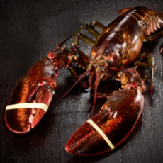 푸릇푸릇 활 랍스터 랍스타 바닷가재 버터구이 요리 용 lobster 캐나다 자숙랍스터 랍스터테일 500g ~ 1kg, 1개