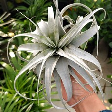 놀이하는떡카소