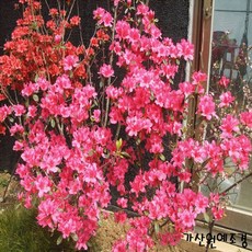 봉화산채