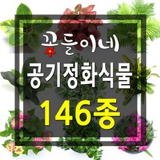 꽃들이네 실내공기정화식물 146종 수경재배 아레카야자 금전수 틸란드시아 유칼립투스 몬스테라 떡갈고무나무 여인초 극락조 율마 화초 스킨답서스 올리브나무 뱅갈고무나무 남천나무 해피트리 거실화분 파키라 커피나무 수경재배식물 수경식물 공기정화식물 미세먼지정화식물 로즈마리 허브, 1개, 4-02 더피고사리