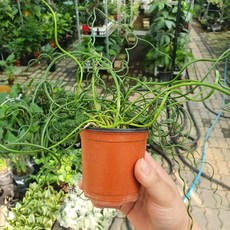 10~25cm 29 스프링골풀 소품
