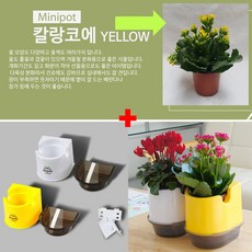 에덴미니팟 화분과 물통이 하나로~ 실내공기정화식물 화분선물 미니화분, 26.에덴미니팟화분세트-옐로우화이트 + 꽃-칼랑코에YELLOW(33000원)