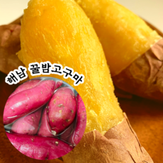 산청고구마