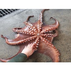 남해 활 돌문어 1마리 1kg 생물 싱싱 제수용, 1개