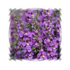 9c7900bba3132b4bb662bdf8d78be251855c8043d0d77b2201483a331261.png