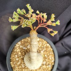 괴근식물
