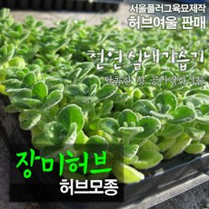 장미허브키우기