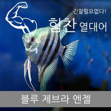 힘찬열대어 블루 제브라 엔젤 2마리