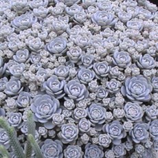 연화바위솔 10cm화분묘 (묘종2개묶음) 노지월동다년초 다육식물 [꽃심야생화], 1세트