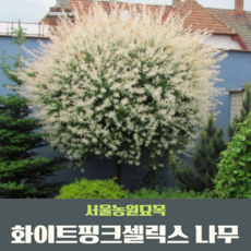 포포나무 TOP01