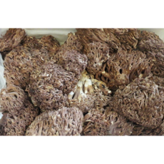 2023햇버섯 국산 자연산 송이싸리 염장버섯, 자연산 염장버섯 1kg, 1개