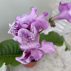 [봄날] A582 * 엔젤키스.스트렙토카르푸스.뉴질랜드앵초 / 8cm / 동일상품, 1개