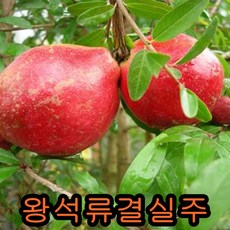 왕석류나무 4-5년 결실주 /꽃나무/나무 묘목, 1개