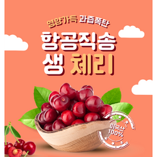 체리9.5r TOP01