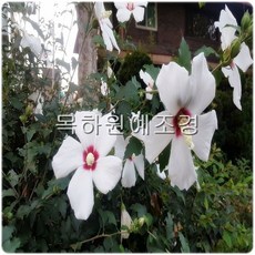 목하원예조경 무궁화나무(실생3년특묘)