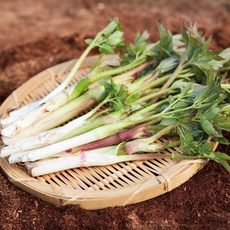 두릅 춘천 땅두릅 500g 1kg 국산 품종 백미향 눈꽃땅두릅 농장 당일수확, 2kg, 1개