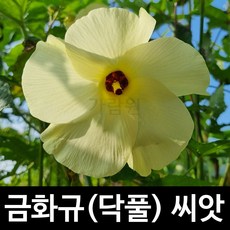 금화규 씨앗 닥풀 종자 히비스커스 꽃씨 꽃씨앗 20알, 1개 - 금화규꽃추출물